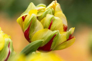 Tulip flower close-up