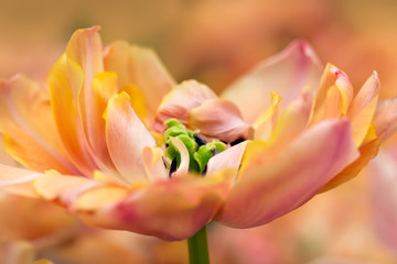 Fototapeta na wymiar Tulip flower close-up