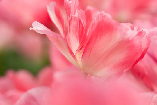 Tulip flower close-up © Tania Zbrodko