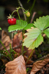 Strawberries, cranberries. Berries. Berries in a mountain forest. Organic products.