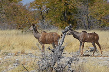 Sambesi-Großkudu (Tragelaphus strepsicerus) im Etosha Nationalpark