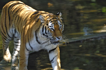Fototapeta na wymiar Walking Tiger