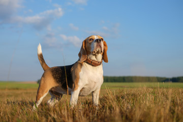 beautiful portrait of a Beagle on a background of white clouds