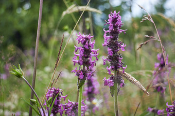 Mountain flower. Wildflowers. A unique flower. Flowers in the mountains of the Carpathians.