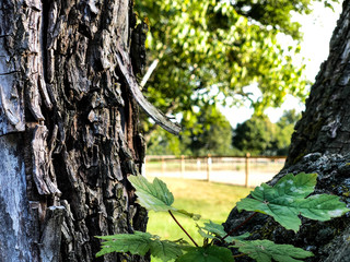 Baum auf einer Koppel