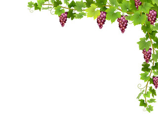 Hanging bunches of ripe red grapes with branches and leaves.