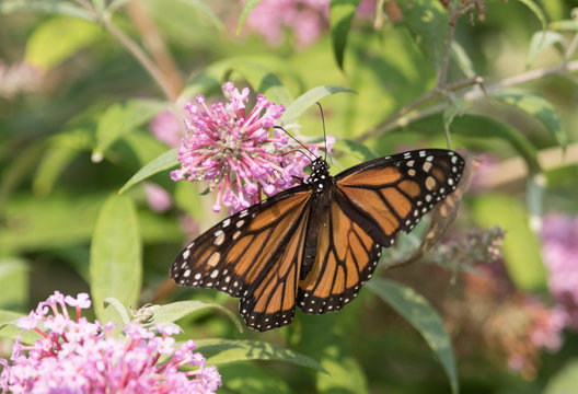Monarch Butterfly on pink bush 7