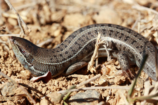 Pregnant wall lizard in the nature