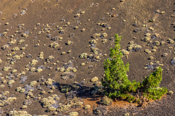 Kiefern wachsen auf Lavagestein