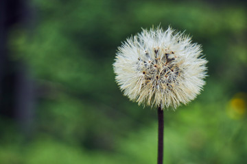 Mountain flower. Wildflowers. A unique flower. Flowers in the mountains of the Carpathians.