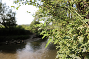 Fototapeta na wymiar Fluss mit Sträuchern und Brennesel