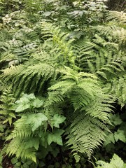 Forest fern