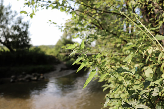Fluss mit Str&auml;uchern und Brennesel