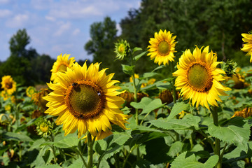 Sonnenblumen, Sonnenblumenfeld, Sonnenblumenanbau