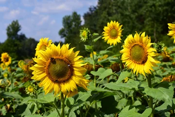 Foto auf Acrylglas Sonnenblume Sonnenblumen, Sonnenblumenfeld, Sonnenblumenanbau