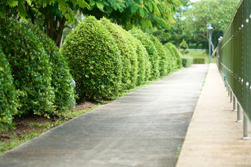 The walk and runway in the park stretches with the trees running along the path. Exercise concept Leisure and landscaping