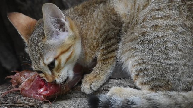 Arabian wildcat kitten eating chicken meat
