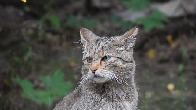 European wildcat portrait close up