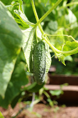 Cucumber growing in garden