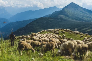 Foto op Aluminium Schapenkudde op een groene weide in de bergen van de Dolomiti. Zonsonderganglicht, herder met zijn schapen op weiland met hoge bergen op achtergrond. © Ondra