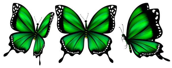 Papier Peint photo Lavable Papillon beaux papillons verts, isolés sur fond blanc