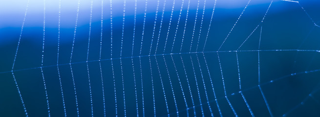 Spider. Spider web. Insects. Dew. Macro.