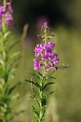 Blooming Willow-herb in the field. Flowers Ivan tea, also called: fireweed, epilobium. Selective focus.