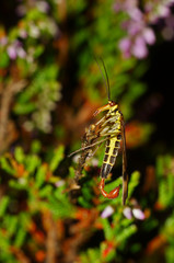 Close up of scorpion fly