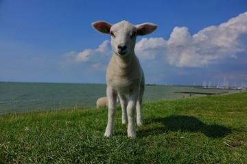 Close up of lamb