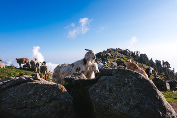 Fototapeta premium Wild goats in himalaya, india
