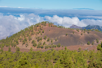 Kieferwälder wachsen auf den Gipfeln im Vulkangebiet auf Teneriffa