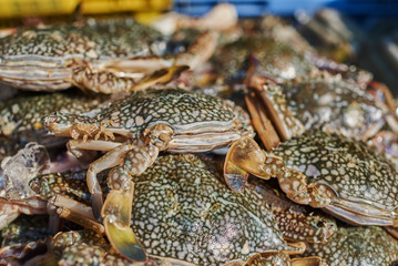 Fresh crabs for sale on the ice on fish market. Affordable seafood. Fresh sea crab at market for selling. Blue crab seafood.  Healthy and dieting food concept. Celective focus.