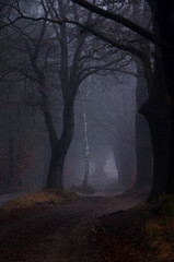 Misty road in forest