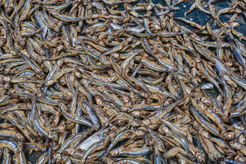 Little fresh fish on the sieve, traditional Fish drying in the sunlight, fish with a soft-focus..