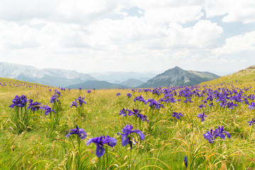  Vista de un hermoso prado con flores silvestres de color p&uacute;rpura y monta&ntilde;as al fondo. Pirineos, Espa&ntilde;a.