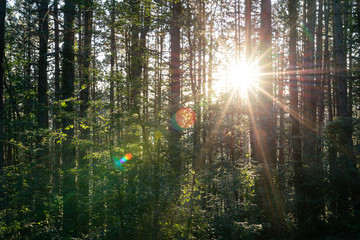 Fototapeta na wymiar Bosque al atardecer con rayos de sol filtrándose entre los árboles. Estilo vintage.