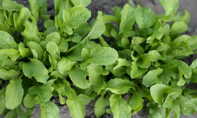 Eruca sativa. Agriculture. Diet. Healthy eating. The garden. Natural products.