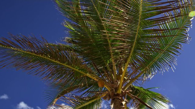 Coconut Palm Tree Against the Blue Sky on a Windy Day