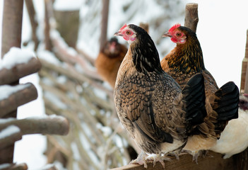 Layer hens sit on the fence in winter.