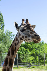  giraffe in the zoo