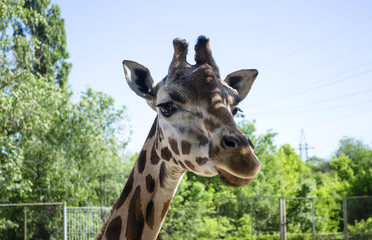 Naklejka premium giraffe in the zoo