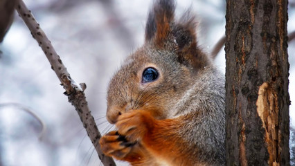 Naklejka na ściany i meble Gray squirrel in winter