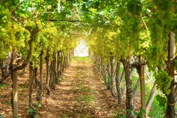 Fotobehang Druiven in de wijngaard © sabino.parente