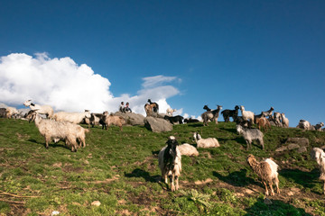 Goats in top of mountain of Himalays, India