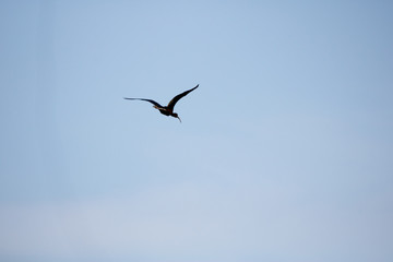 Obraz premium a curlew flying