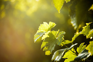 Vine Leaves at Dawn