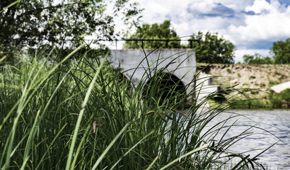 green grass near the crossing