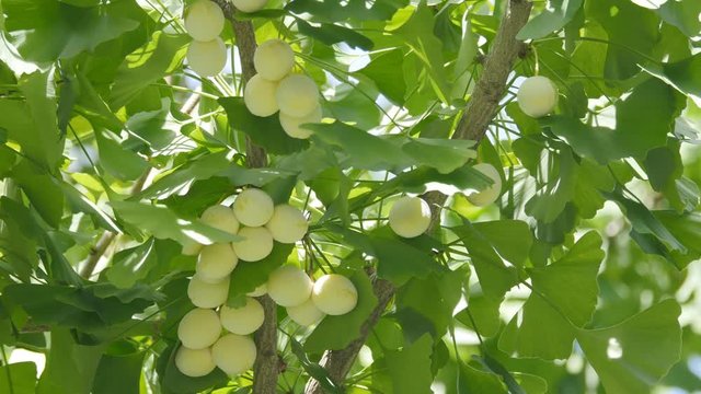 Tokyo,Japan-August 15,2018: Ginkgo nuts have become light yellow.  One month will be necessary to be fully-ripened.