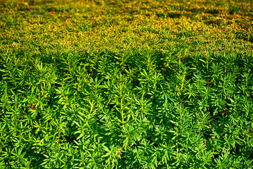 green hedgerow texture