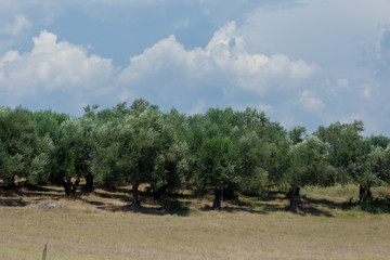 olive trees forest in spring time